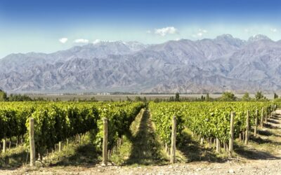 Vin argentin : tout savoir sur les vins argentins !