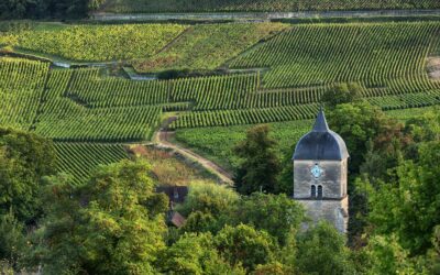 Cépage Bourgogne : tout savoir sur les vins de Bourgogne !